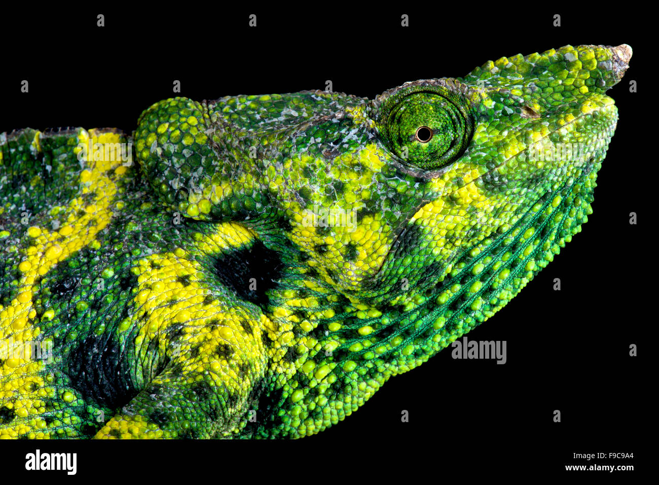 Meller chameleon (Trioceros melleri) Foto Stock