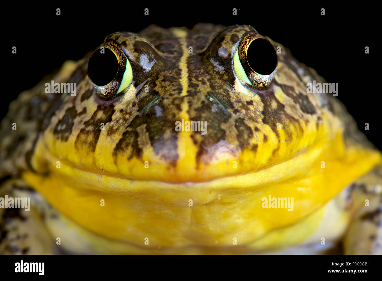 Bullfrog commestibili (Pyxicephalus edulis) Foto Stock