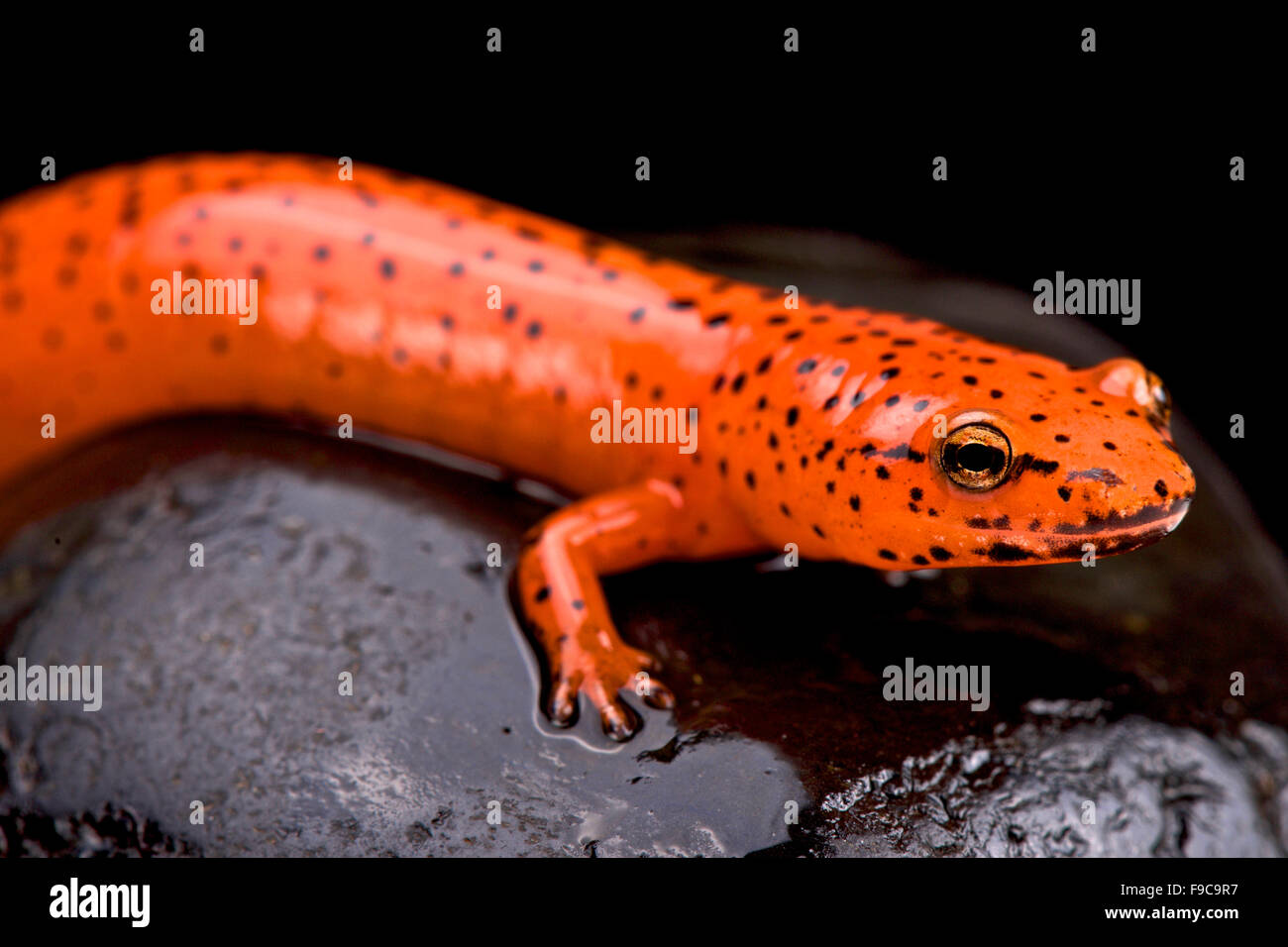 Salamandra rossa (Pseudotriton ruber) Foto Stock