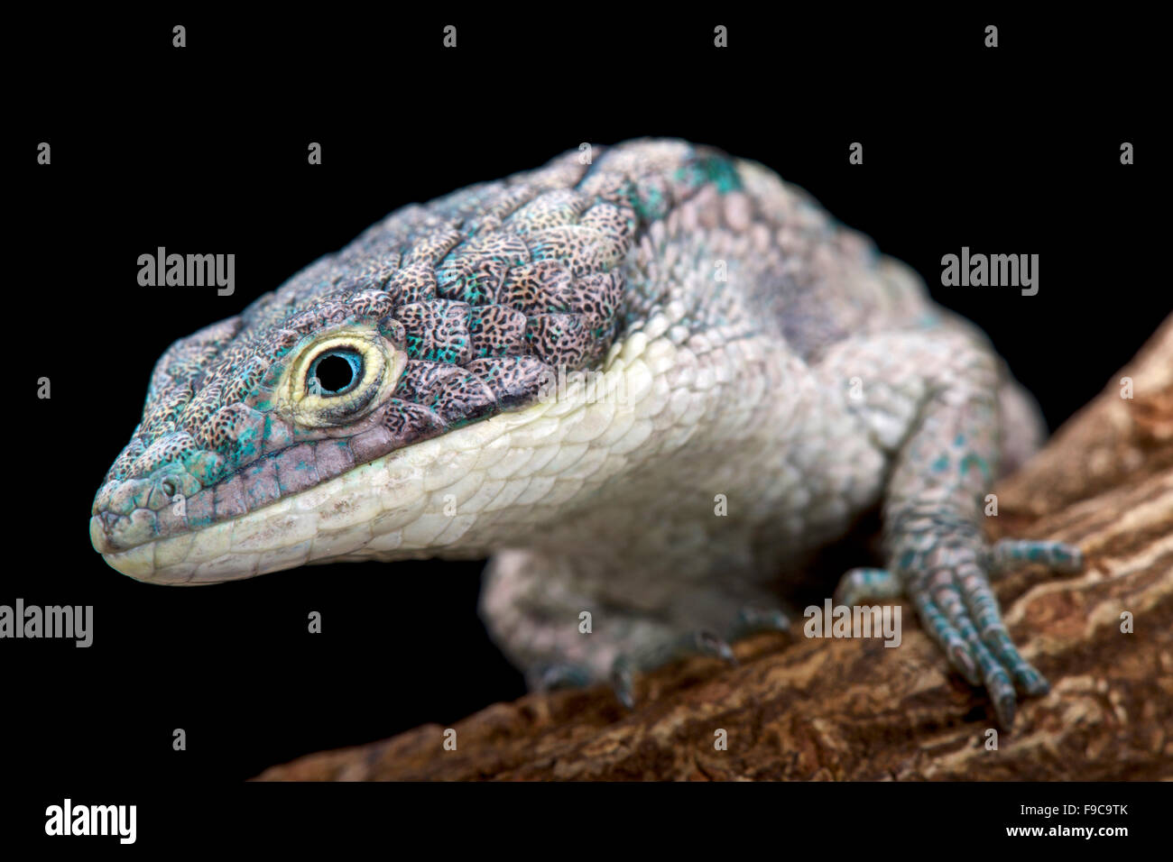 Alligatore arboree lizard (Abronia graminea) Foto Stock