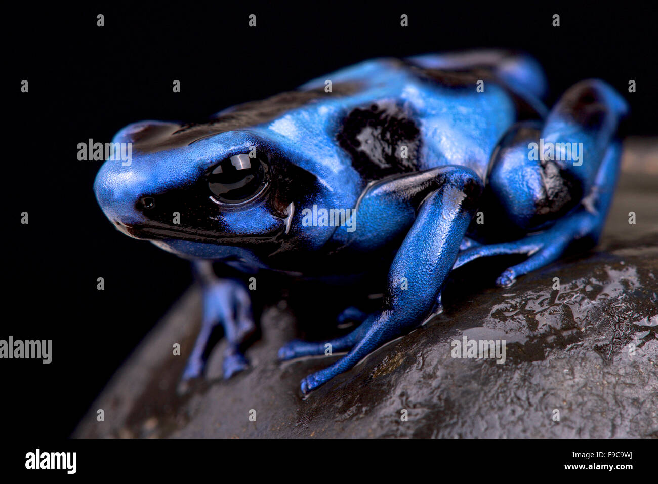 Blu e nero veleno (rana Dendrobates auratus) Foto Stock