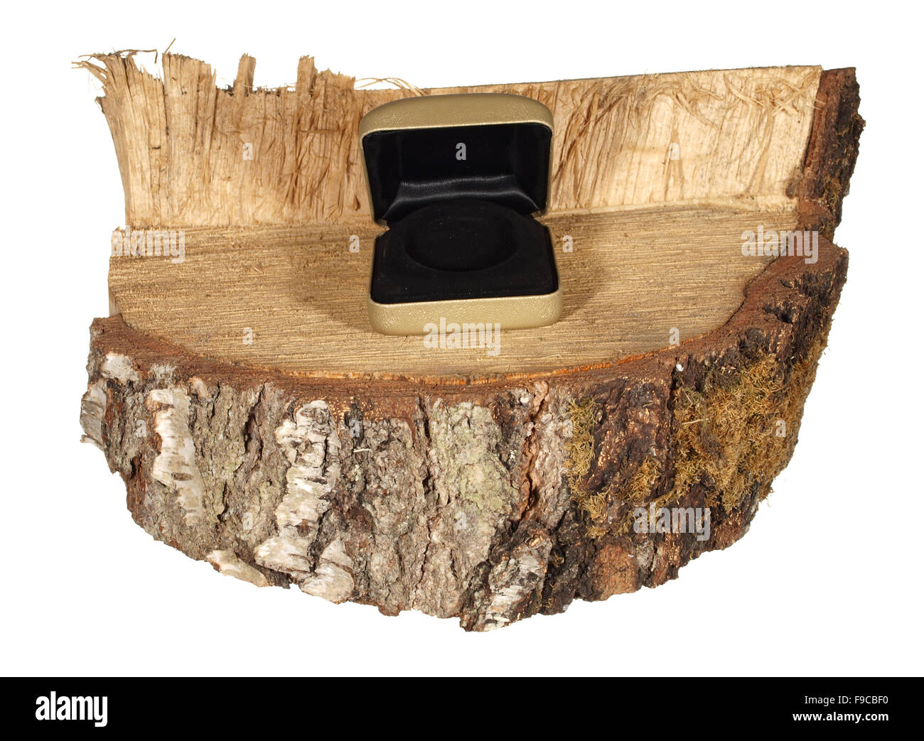 Golden apertura scatola decorativa su un pezzo di tronco di betulla isolati su sfondo bianco. Foto Stock