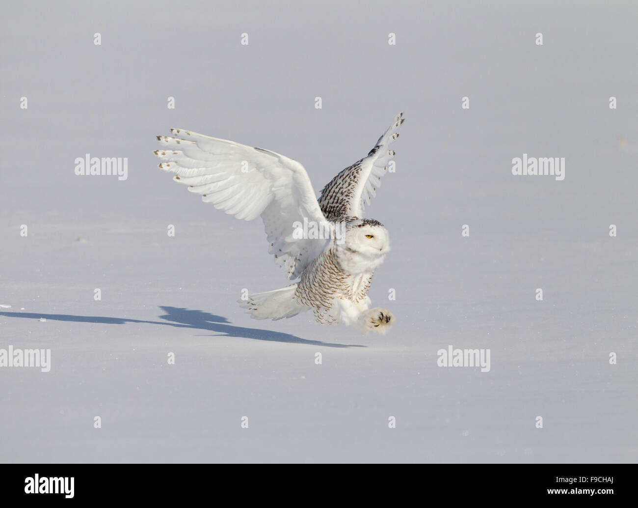 Civetta delle nevi, Bubo scandiacus, in inverno paesaggi innevati, Foto Stock