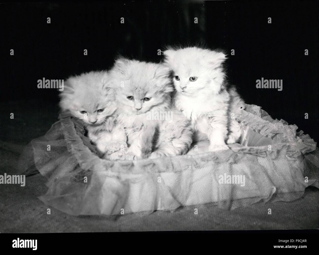 1964 - i più bei gatti del mondo mostra a Parigi - e una mostra con i gatti di tutti i tipi : Siameses, Burmeses e Persiani, è ora trattenuto a Parigi. OPS 3 per sei settimane-vecchio bianco Per Sians. (Credito Immagine: © Keystone Pictures USA/ZUMAPRESS.com) Foto Stock