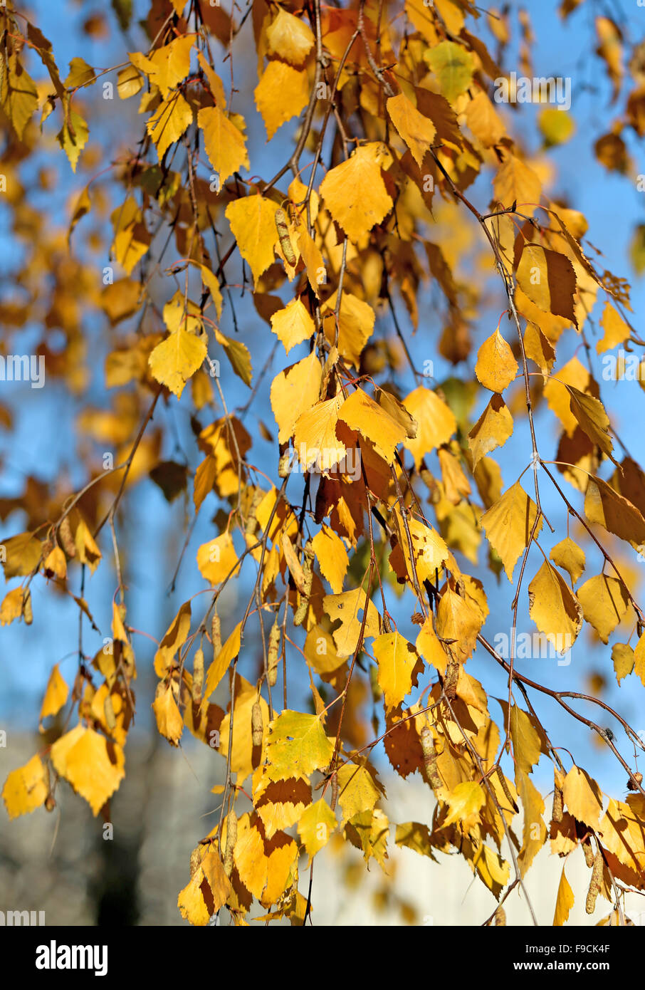 Bel colore giallo delle foglie di betulla fotografato vicino fino Foto Stock