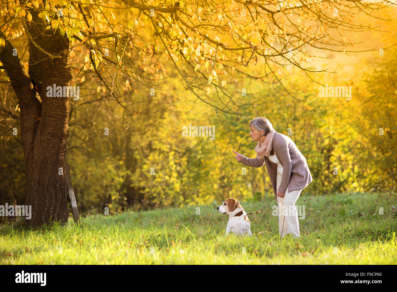 Senior Donna che cammina il suo cane beagle in campagna Foto Stock