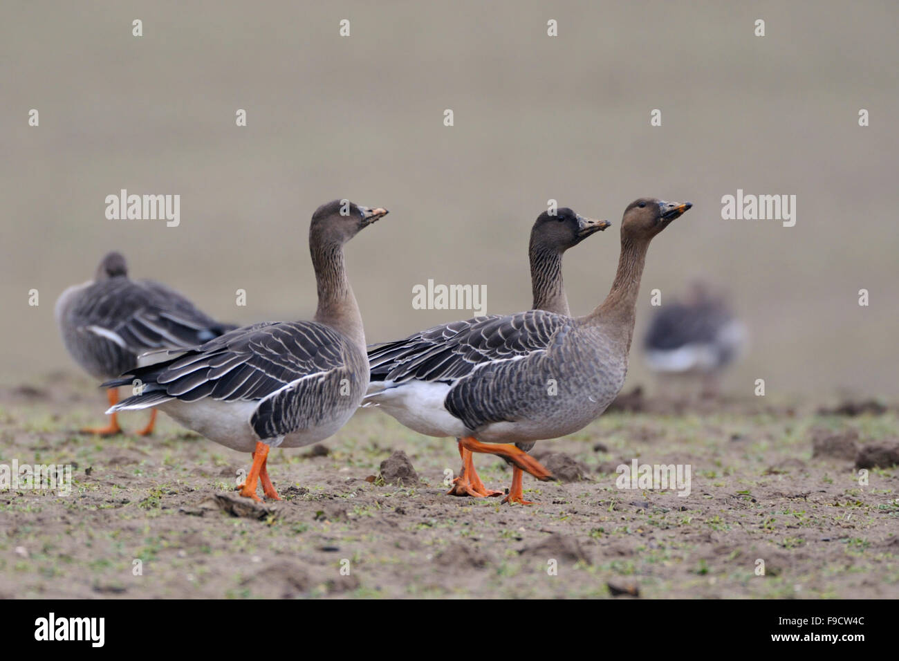Oche di fagioli / Saatgänse ( Anser fabalis ) che riposano su un campo, camminano, minacciano, fauna selvatica, Europa. Foto Stock