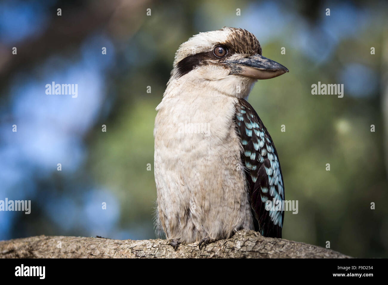 Australian Kookaburra seduta nella struttura ad albero Foto Stock