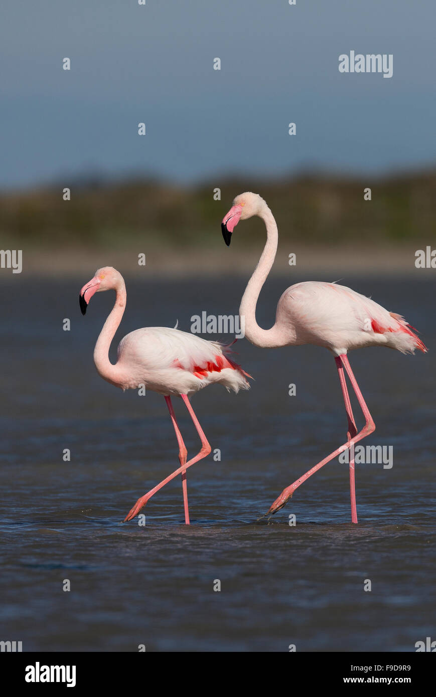 Fenicottero maggiore, Rosaflamingo, Rosa-Flamingo, il fenicottero rosa Phoenicopterus roseus, Le Flamant rose Foto Stock