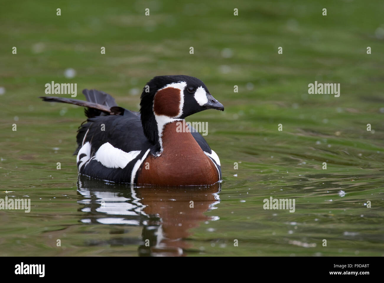 Rosso-petto d'oca, Rothalsgans, Rothals-Gans, Gans, Branta ruficollis, Rufibernta ruficollis, La bernache à cou roux Foto Stock