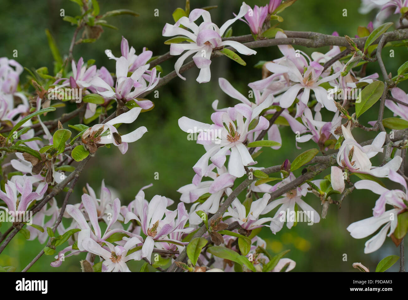 Magnolia, Rosa Sternmagnolie, magnolie, Magnolien, Magnolienbaum, Kreuzung zwischen Magnolia stellata und Magnolia kobus Foto Stock