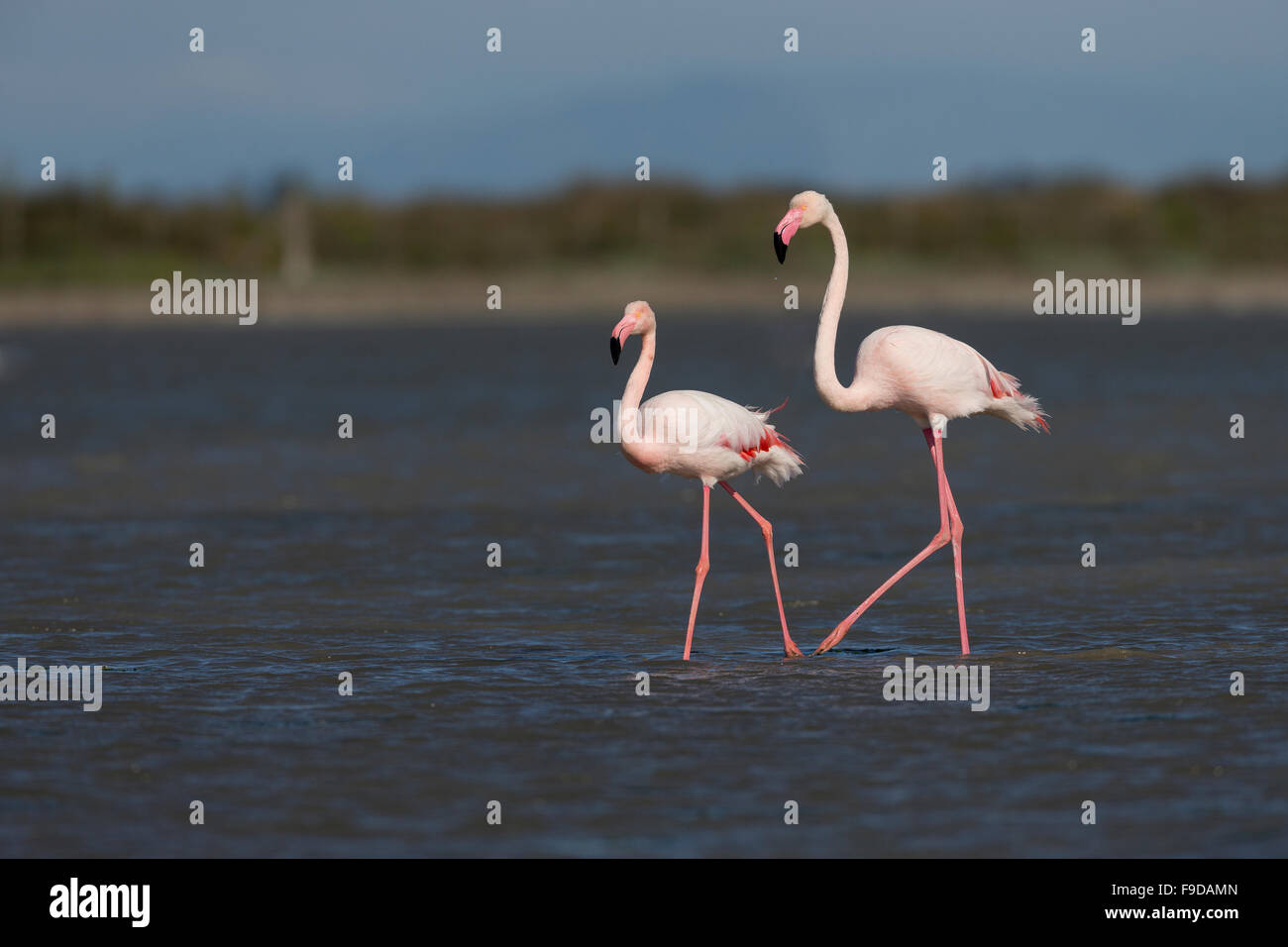 Fenicottero maggiore, Rosaflamingo, Rosa-Flamingo, il fenicottero rosa Phoenicopterus roseus, Le Flamant rose Foto Stock