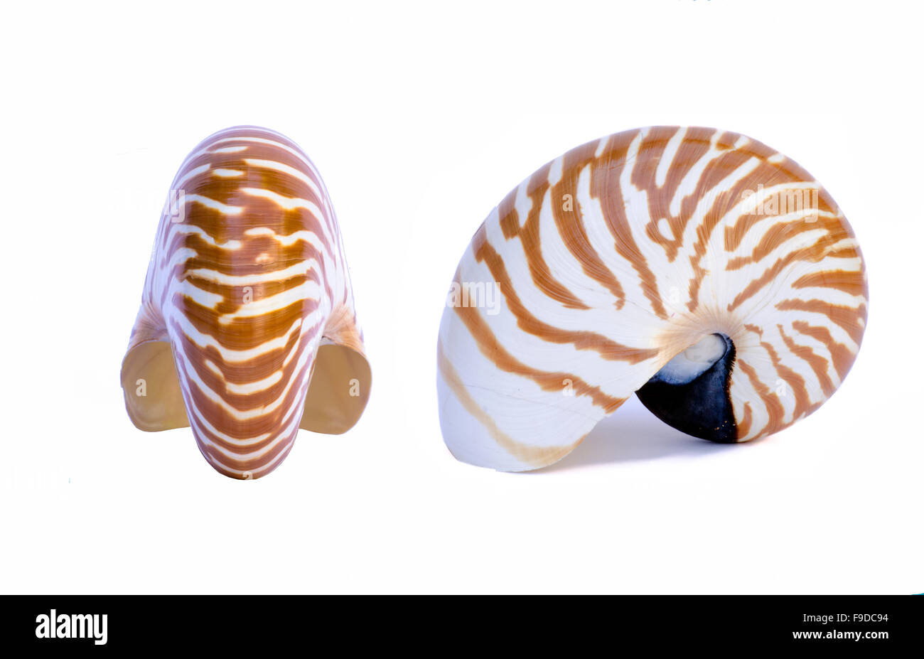 Guscio a spirale isolato nella parte anteriore e prospettiva vista. Sfondo bianco Foto Stock