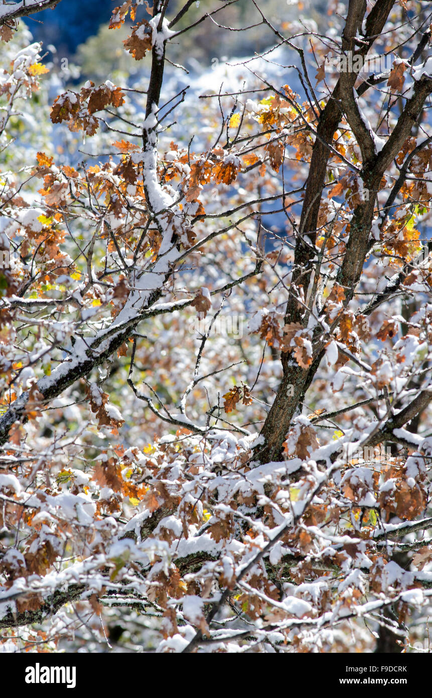 Rami di albero in inverno con neve alla luce del giorno con foglie secche. La luce del sole e telaio verticale Foto Stock