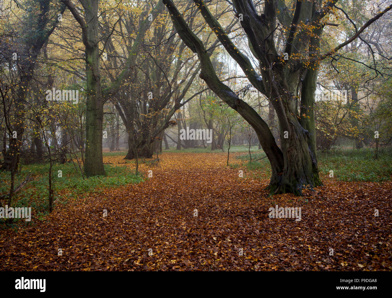 In autunno gli alberi, emblemi ceduo, foresta di Hatfield, Essex Foto Stock