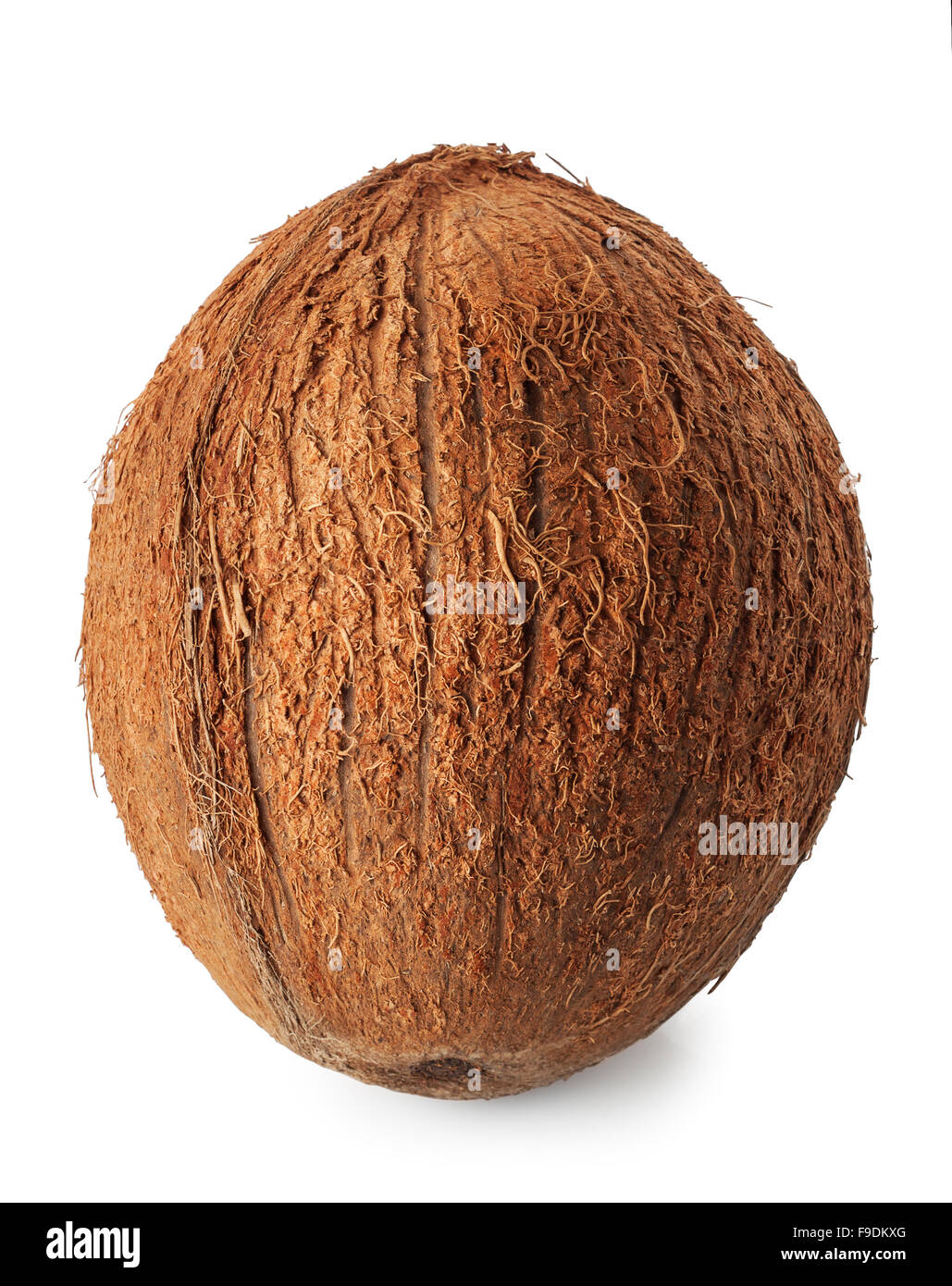 L'immagine verticale di una noce di cocco isolare su sfondo bianco Foto Stock