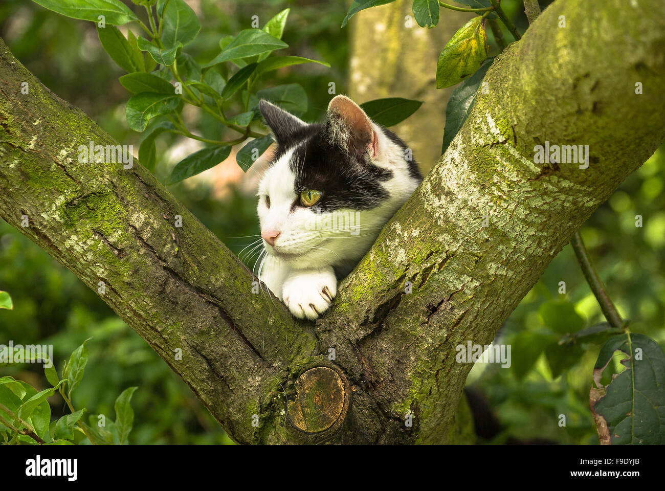 Bianco e nero gatto in un albero giardino osservando attività locale Foto Stock
