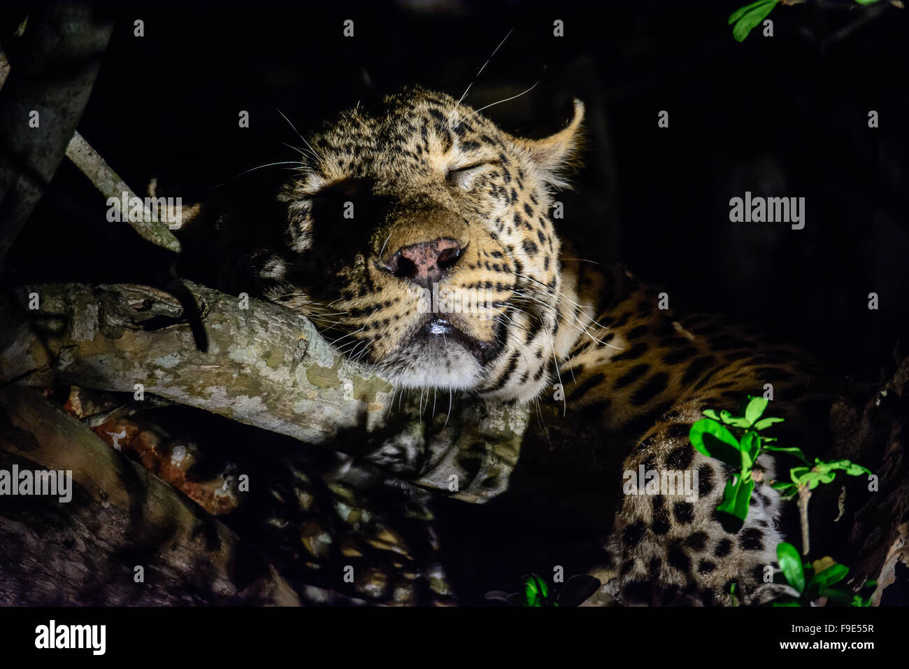 Profilo di un Leopard profondamente addormentato in un albero di notte Foto Stock