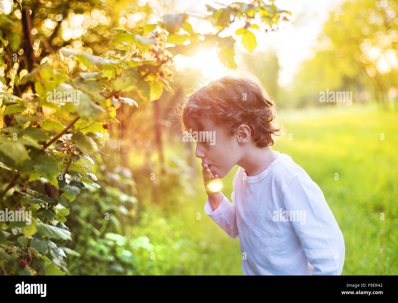 Carino piccolo ragazzo di bacche di prelievo al di fuori in un giardino soleggiato Foto Stock