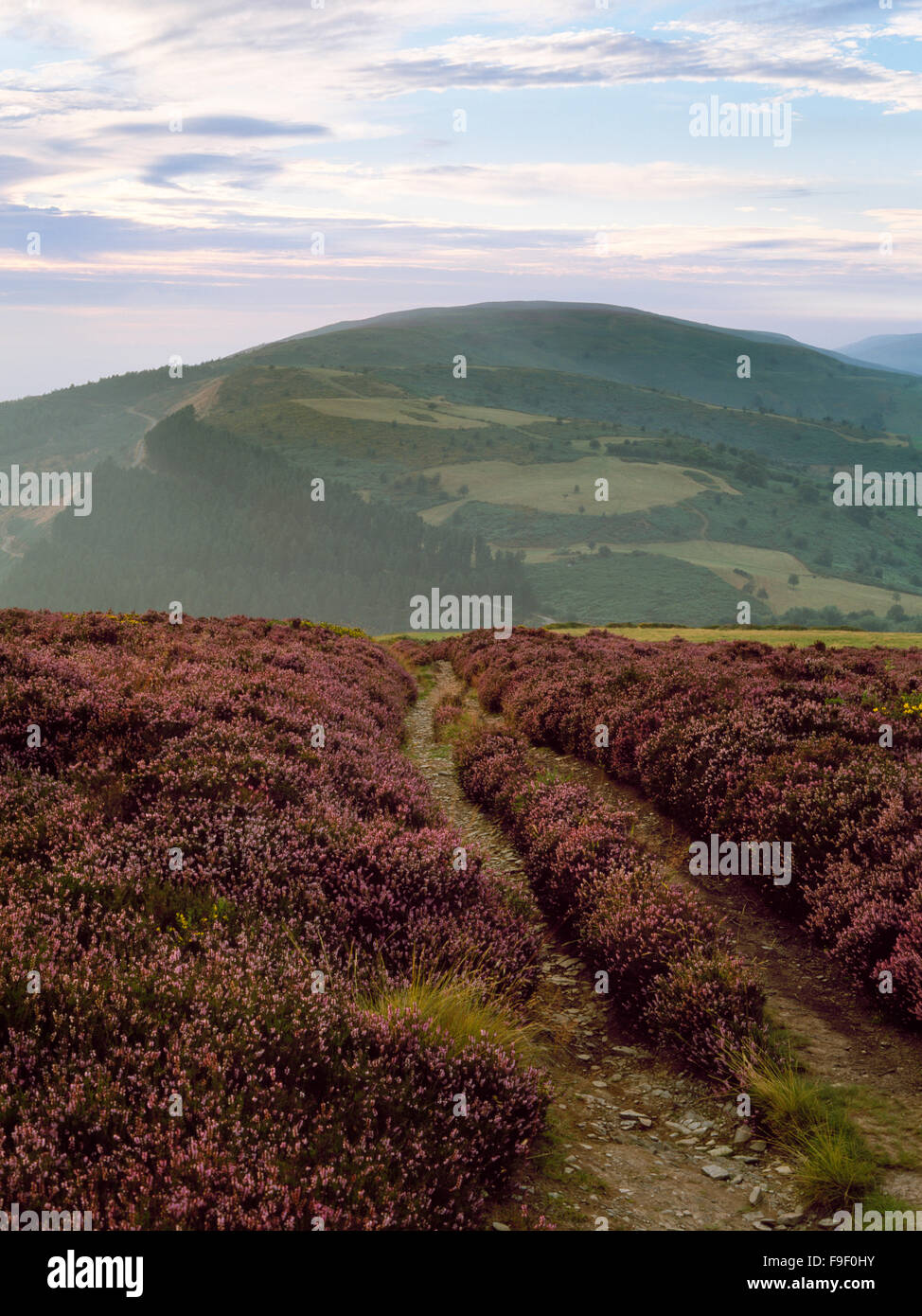 Cerca NW lungo Offa's Dyke percorso accanto a Moel Arthur Hill fort di Penycloddiau colle fortificato sulla cima della collina lontano. Foto Stock