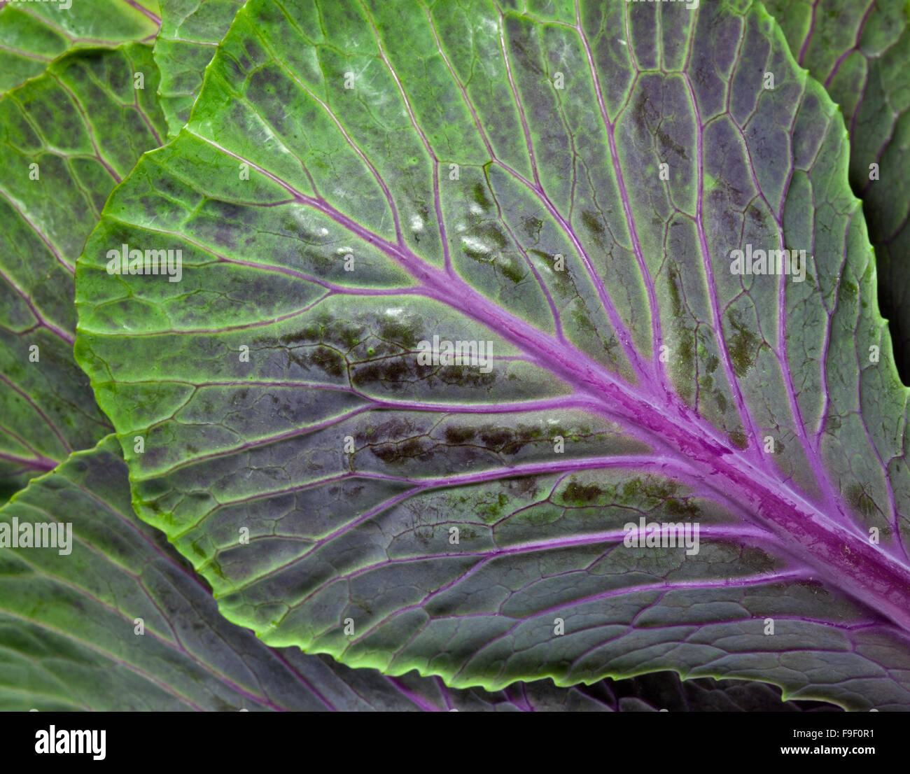 Cavolo ornamentale Foto Stock
