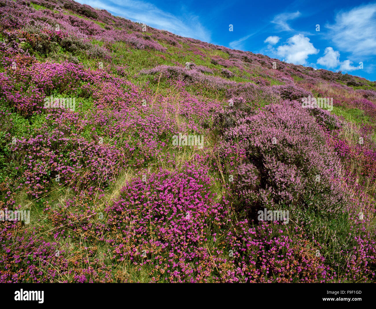 Heather fioritura su un pendio meridionale di Moel Famau, Clwydian Hills, Denbighshire, Galles del Nord, Regno Unito Foto Stock