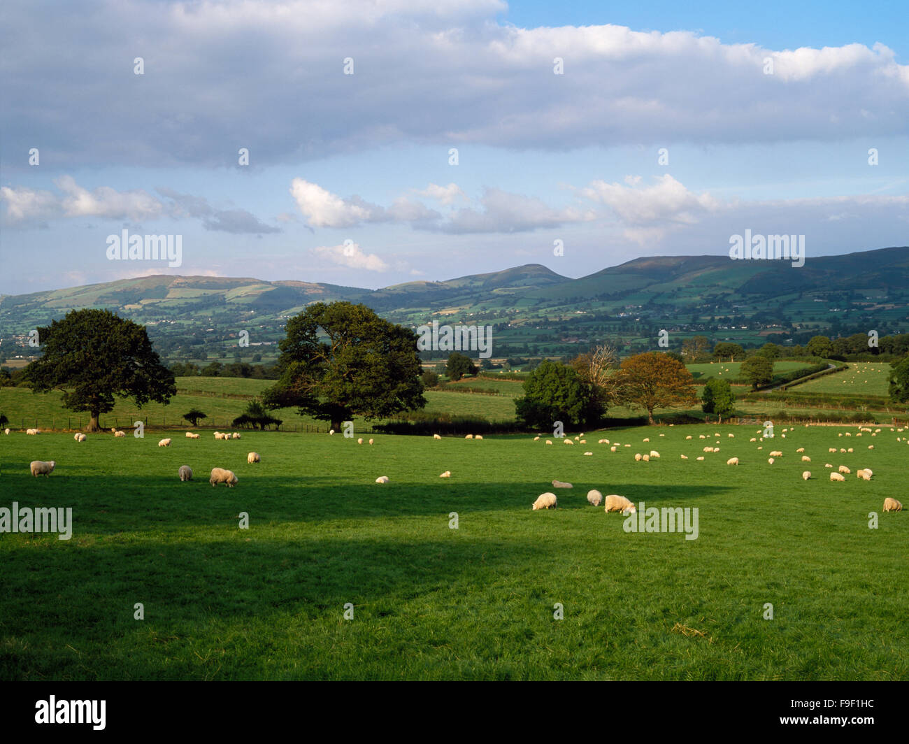 Il Clwydian Hills da vicino Rhewl, nella valle di Clwyd, con Moel Arthur center e Penycloddiau sulla sinistra, dal vicino a Ruthin, Denbighshire, Wales, Regno Unito Foto Stock