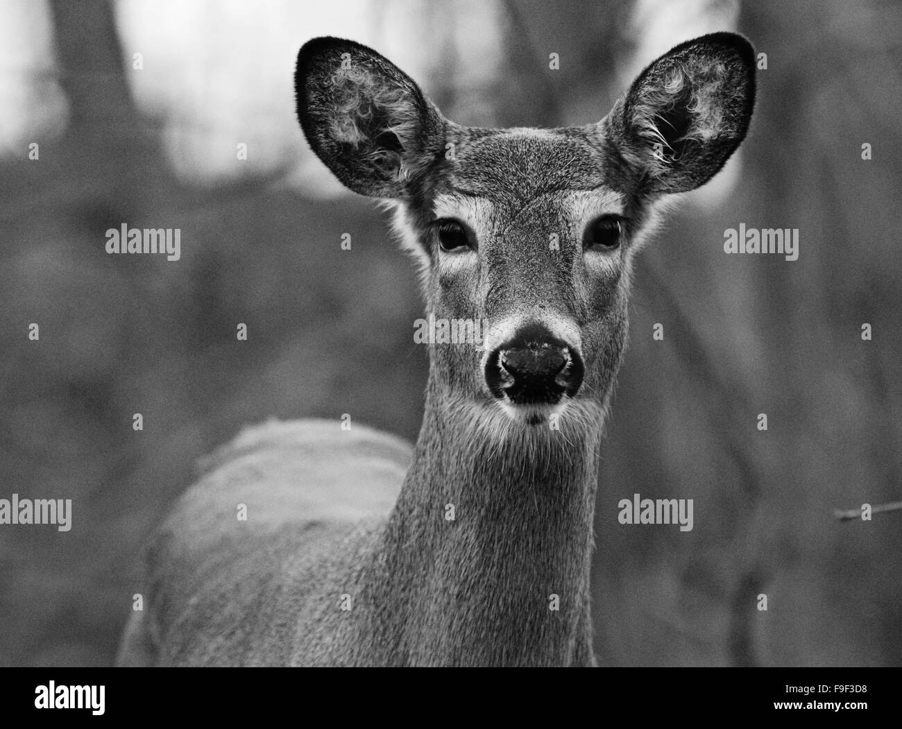 Bianco e nero ritratto della bella carino cervi Foto Stock