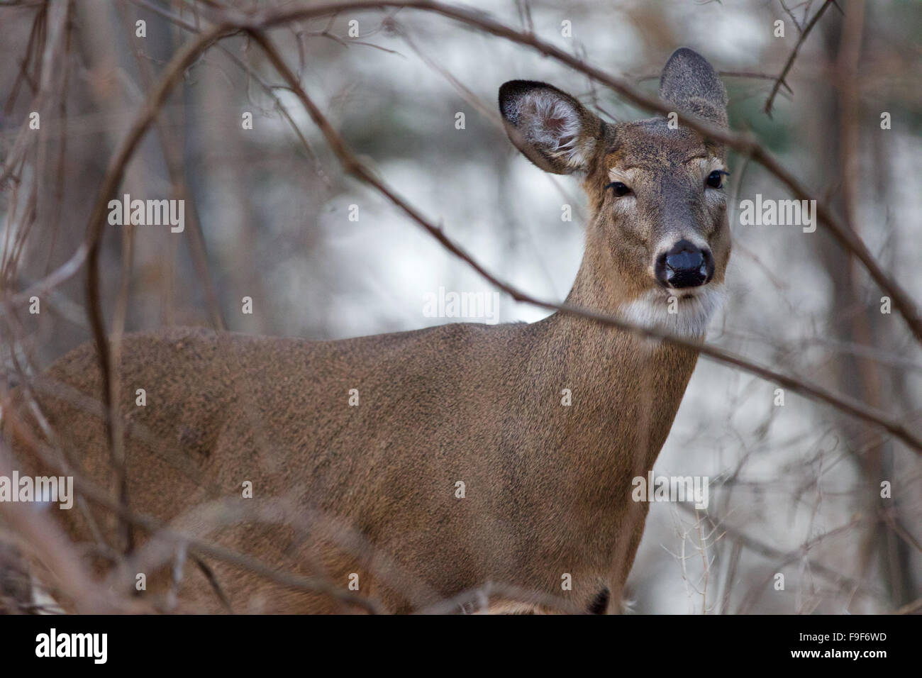 Foto della bella deer restringendo i suoi occhi Foto Stock