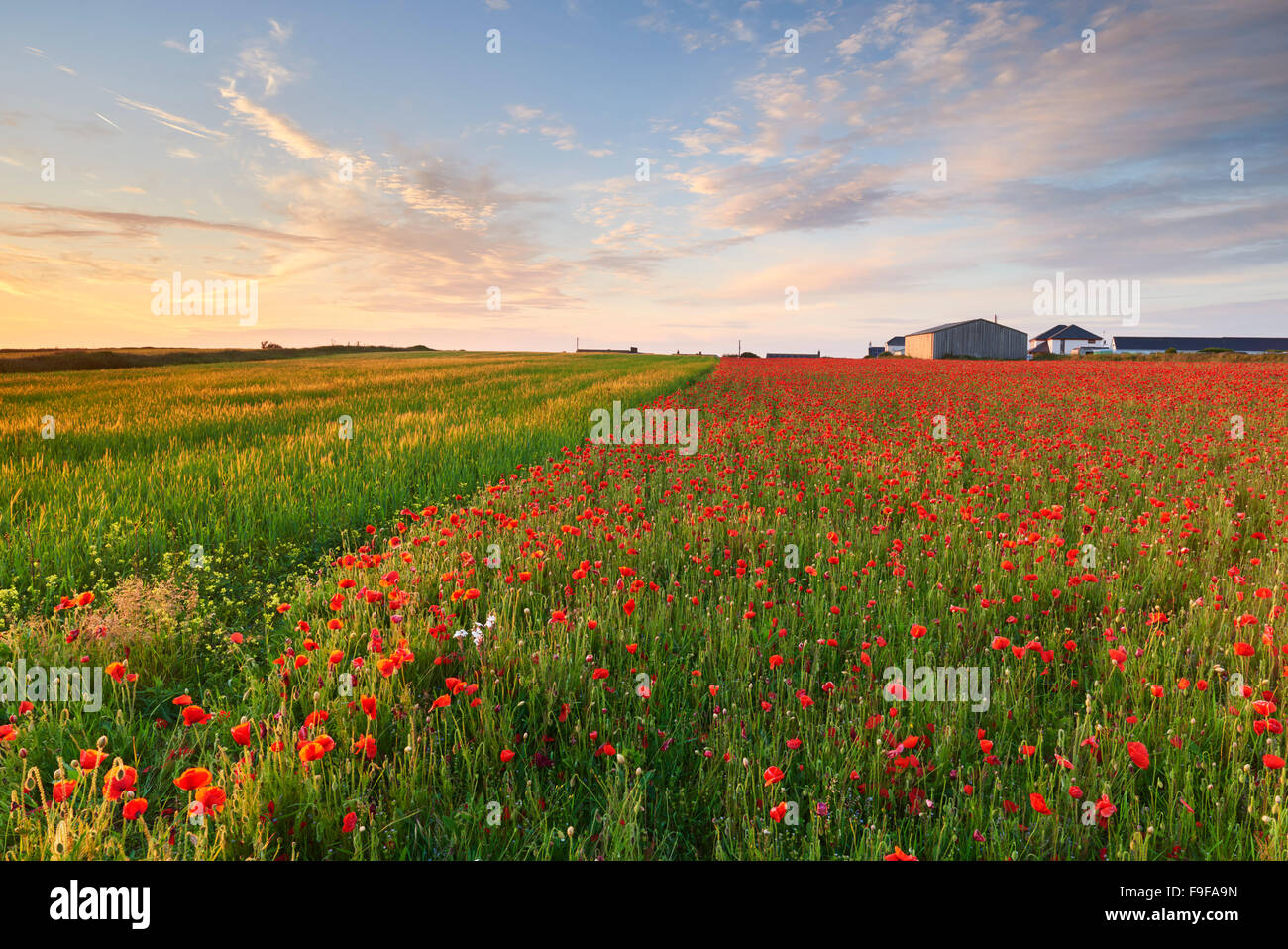 Terreni coltivati a West pentire, Cornwall Foto Stock