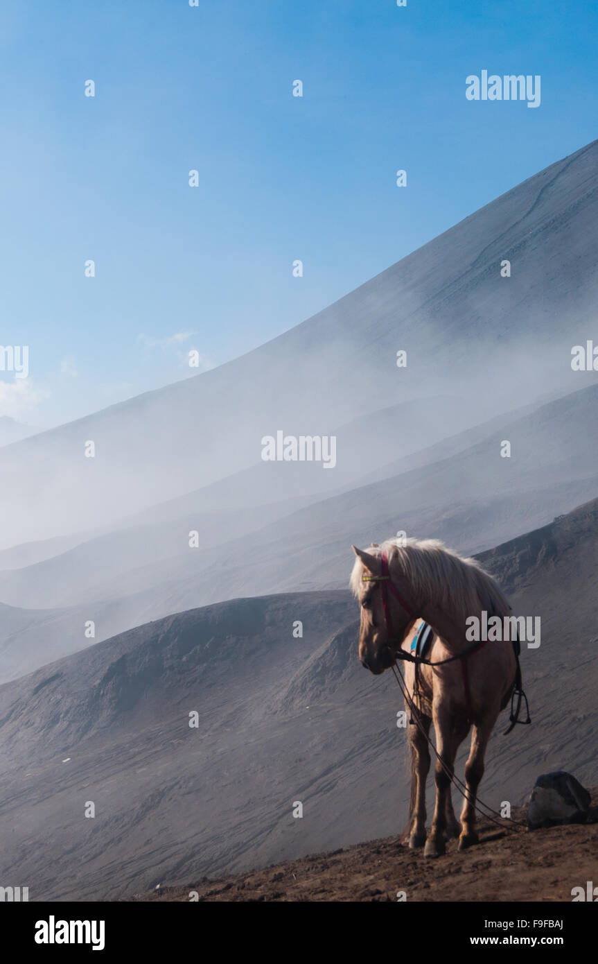 Cavallo bianco nella parte anteriore delle montagne e il cielo blu Foto Stock