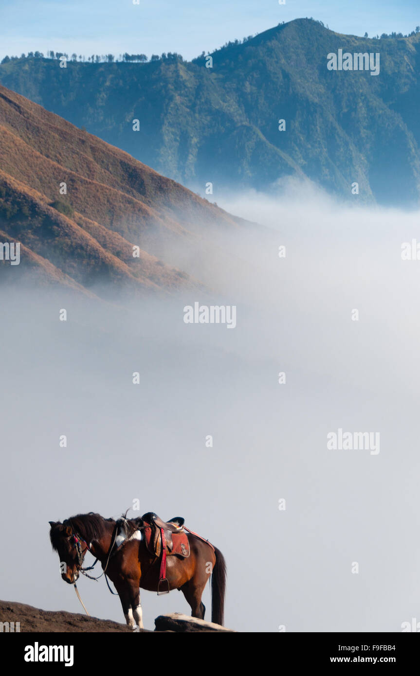 Lonely marrone a cavallo nella parte anteriore delle montagne e il cielo blu Foto Stock