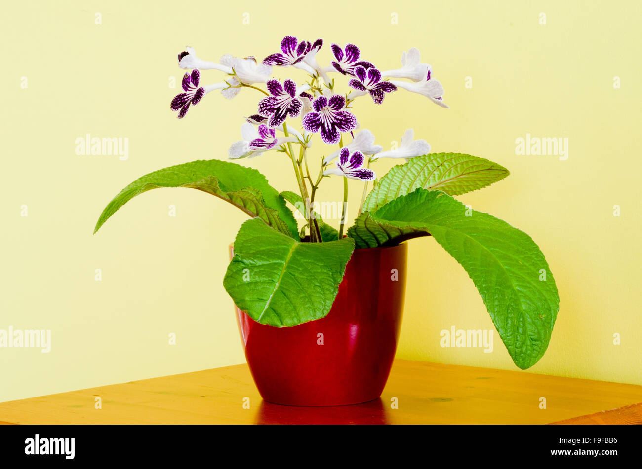 Streptocarpus Cultivar 'Polka Dot viola' in fiore Foto Stock Streptocarpus Cultivar 'Polka Dot viola' in fiore Foto Stock