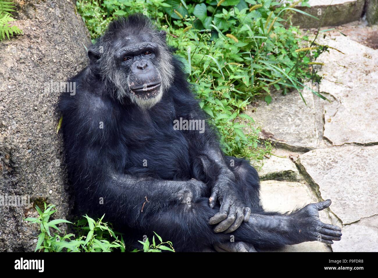Adulto di uno scimpanzé rilassante contro una grande roccia. Foto Stock
