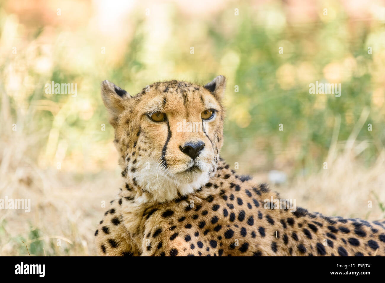 Wild ghepardo nella savana africana Foto Stock