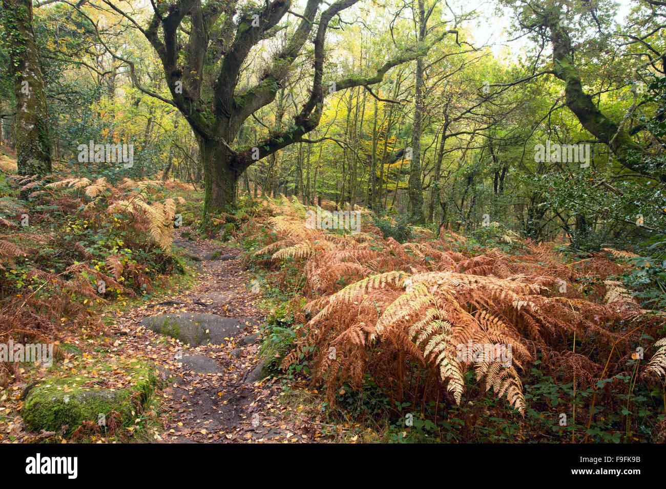 Percorso attraverso il bosco in Lustleigh scindere in autunno del Parco Nazionale di Dartmoor Devon UK Foto Stock