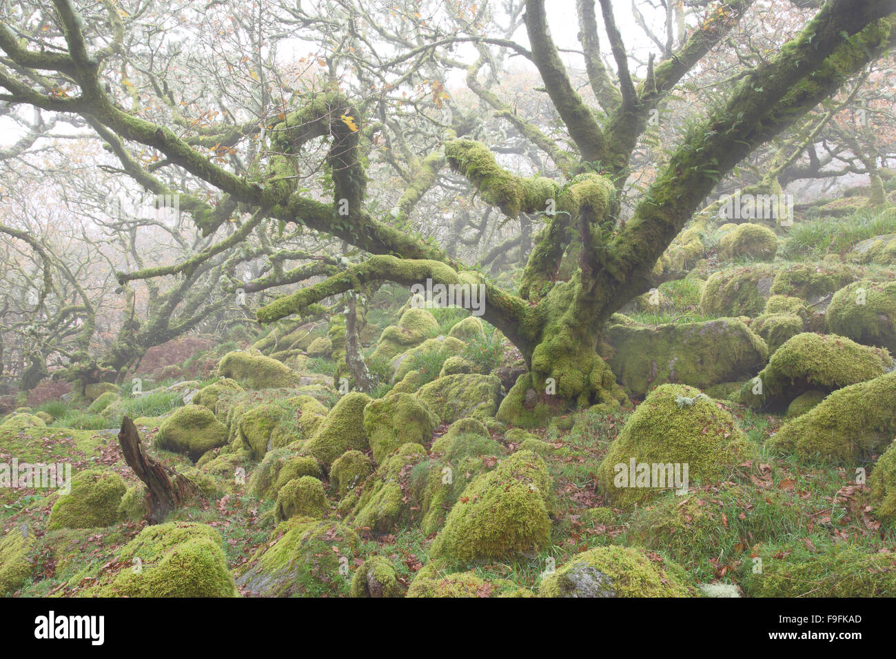 Twisted antiche querce in una nebbiosa Wistmans legno Parco Nazionale di Dartmoor Devon UK Foto Stock