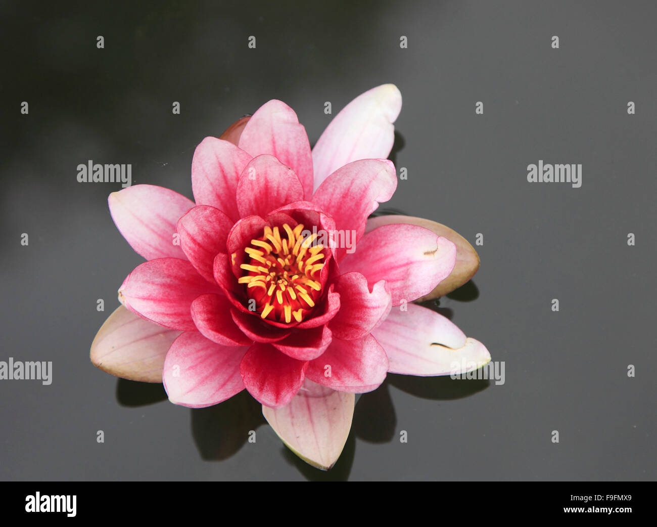 Francia, Parigi, Albert Kahn Museum, il giardino giapponese, fiore di loto, Foto Stock