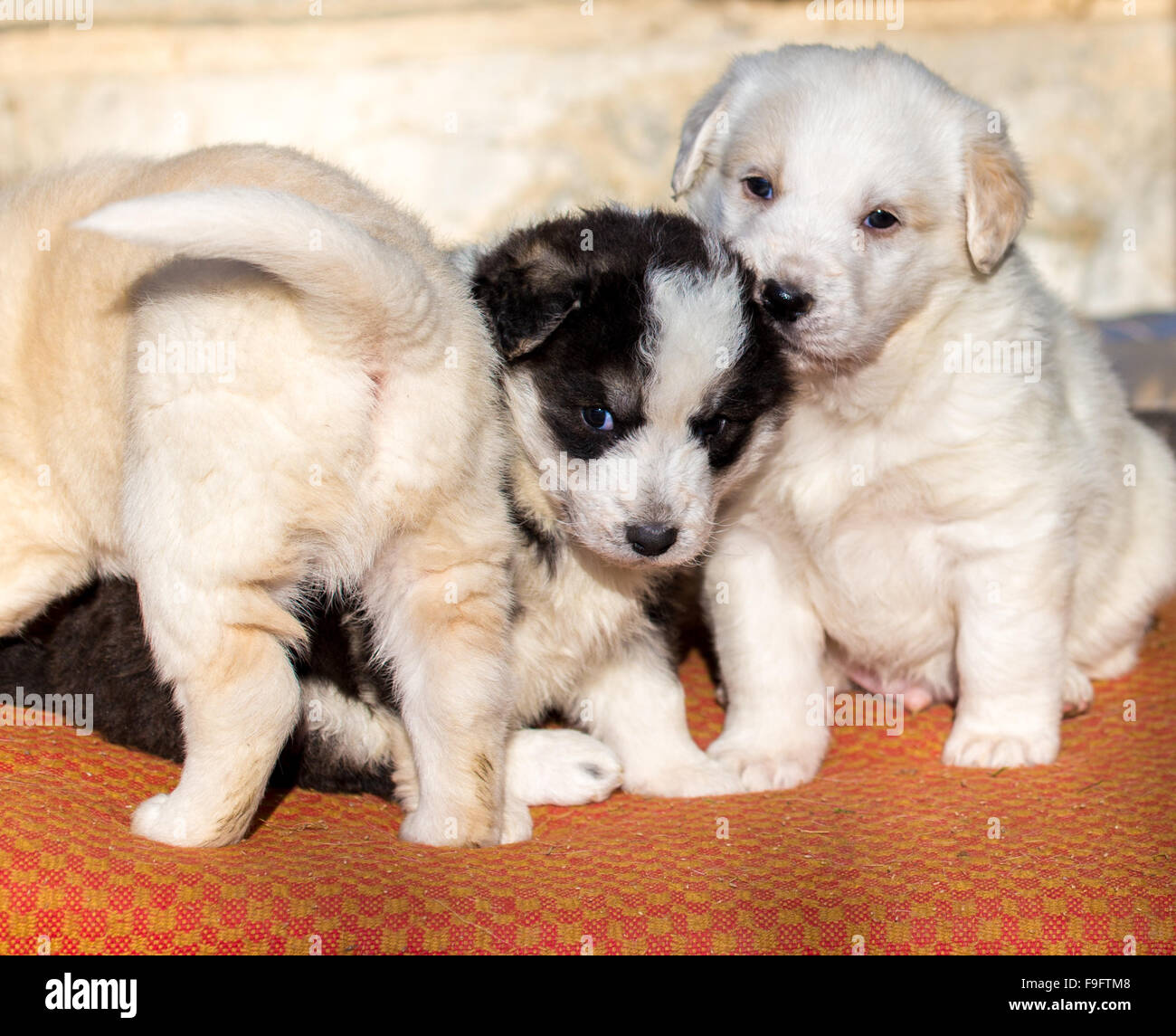 Bellissimo Gruppo Adorabile Del Cane Pastore Cuccioli In Un Rifugio Esterno Foto Stock Alamy