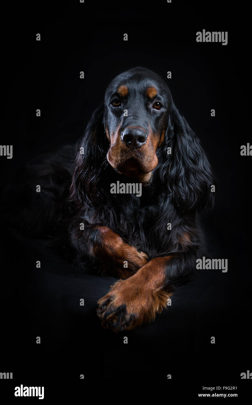 Giovani Gordon Setter ritratto su nero Foto Stock