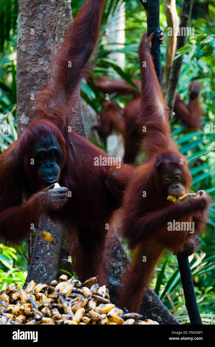 Tre degli Oranghi appeso a un albero nella giungla, Indonesia Foto Stock