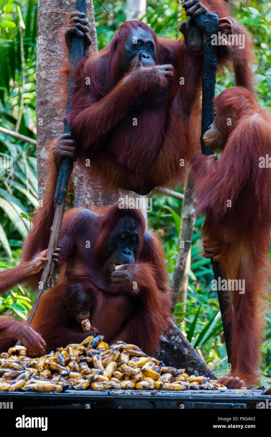 Tre degli Oranghi appeso a un albero nella giungla, Indonesia Foto Stock