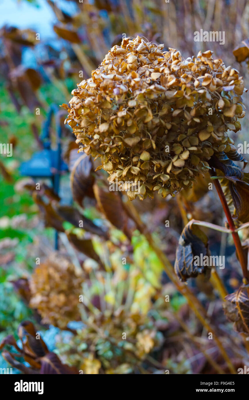 Allo sbiadimento Hydrangea impianto (Hydrangea macrophylla) Foto Stock