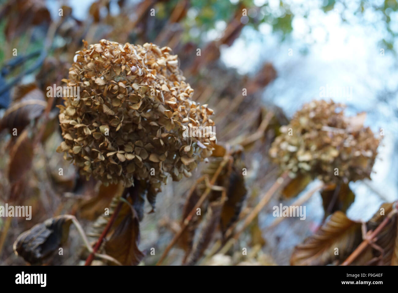 Fading macrophyllas Ortensie Foto Stock