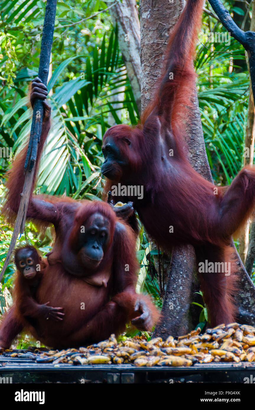 Due degli Oranghi appeso a un albero nella giungla, Indonesia Foto Stock