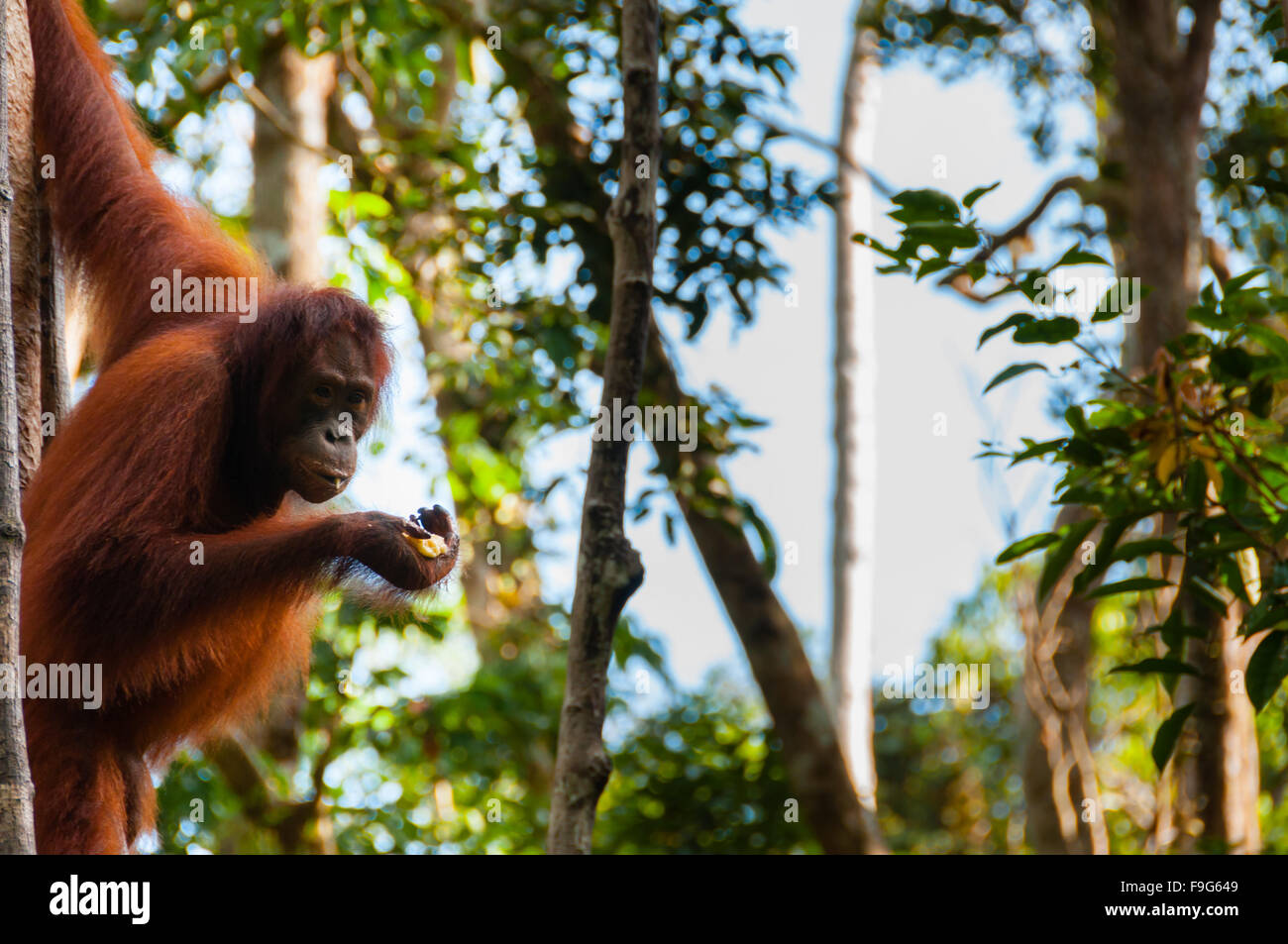 Orang Utan appeso a un albero nella giungla, Indonesia Foto Stock Orang Utan appeso a un albero nella giungla, Indonesia Foto Stock