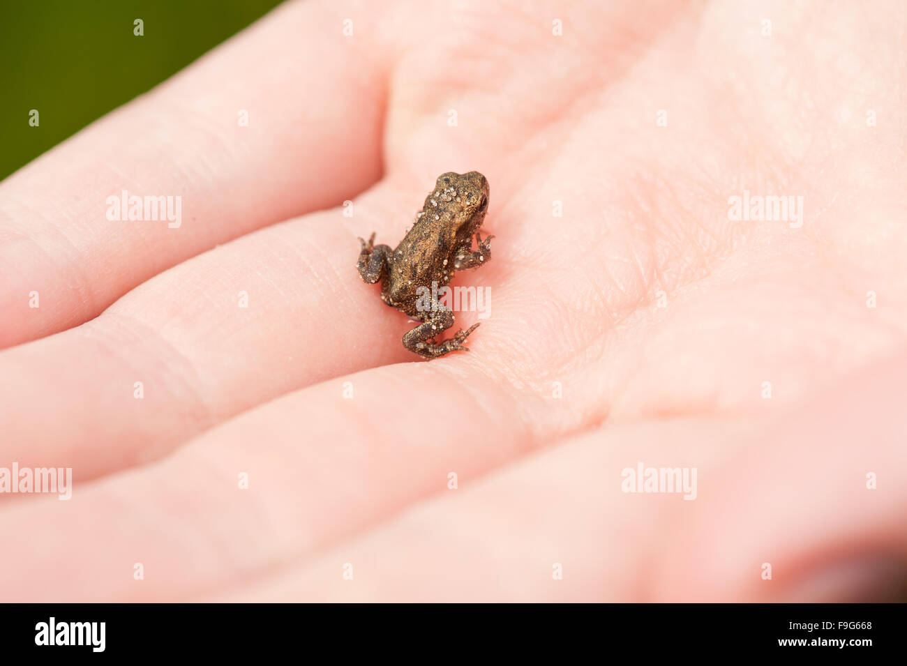 Piccola rana su mano macro, catturato uno molto poco marrone sporco animale in granuli di sabbia giacente vivo sulle dita umane closeup... Foto Stock