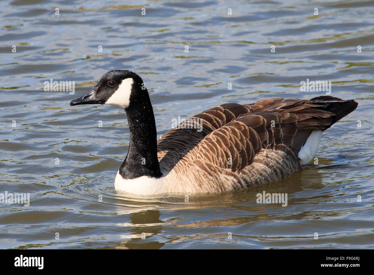 Canada Goose nuoto su stagno Foto Stock