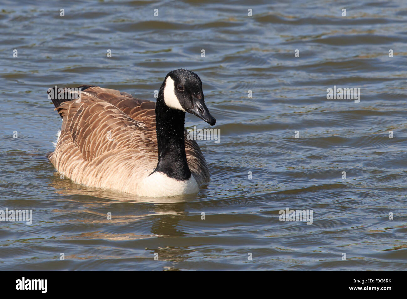 Canada Goose nuoto su stagno Foto Stock