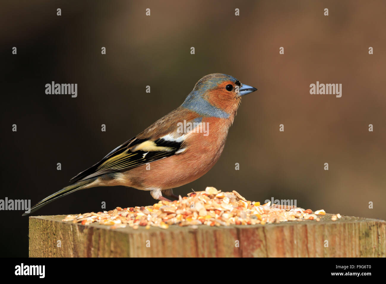 Maschio singolo fringuello con sementi sul palo di legno con sfondo sfocato Foto Stock